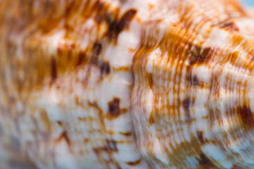 pattern on a sea shell