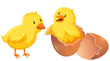 Two young chickens in shell