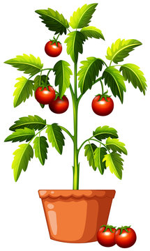 A Tomato Plant on White Background