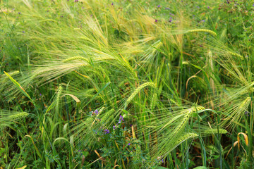 Green and yellow wheat ears after the rain