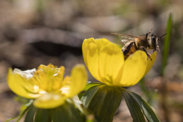 Biene in gelber Blüte