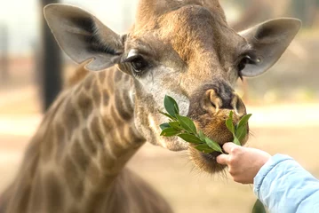 Gardinen Children at zoo feeding giraffe © Grassflowerhead