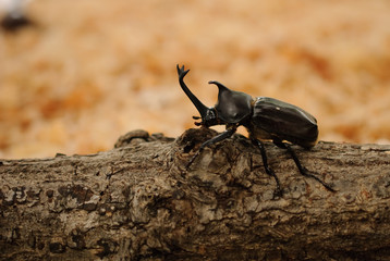 Japanese rhinoceros beetle (Trypoxylus dichotomus)