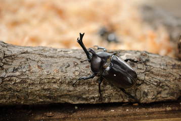 Japanese rhinoceros beetle (Trypoxylus dichotomus)