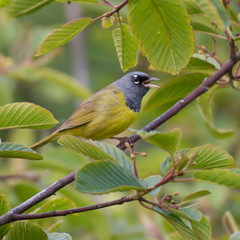 Macgillivray's Warbler