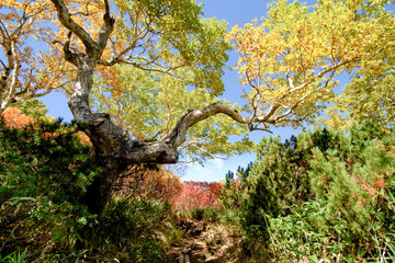 hiking path in hokkaido mountain in autumn, red leaves season