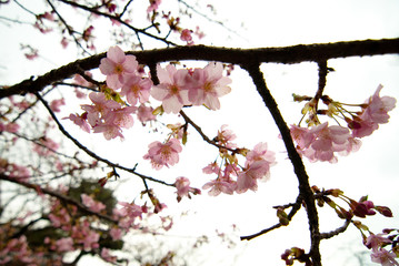japan cherry blossom, sakura season