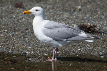 Gull