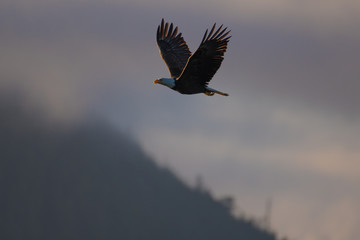 Bald Eagle