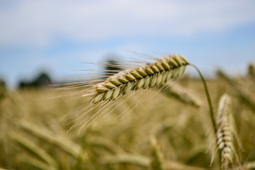Close-up of wheat in nature