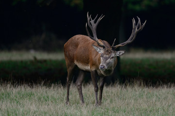 Red deer male standing on the forest meadow, mating time, autumn, germany, (cervus elaphus)
