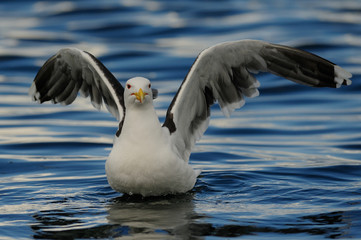 Great black-backed gull landing on the sea and look, romsdalfjord, norway, (larus marinus)
