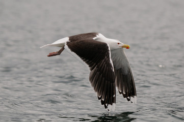 Great black-backed gull flight over the north sea,  romsdalfjord, norway, (larus marinus) © Photohunter
