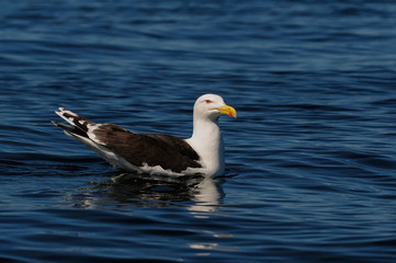 Great black-backed gull swim on the sea and look,  romsdalfjord, norway, (larus marinus)