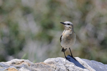 Northern Wheatear or Wheatear - Oenanthe oenanthe, Crete 
