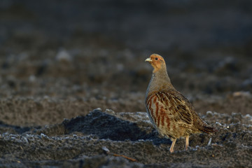Grey partridge run on the field, winter, germany,  (perdix perdix)