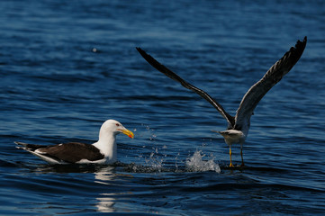 Great black-backed gull swim on the sea,  romsdalfjord, norway, (larus marinus)