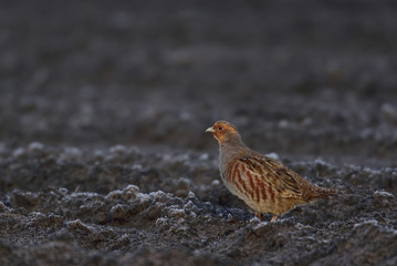 Grey partridge run on the field, winter, germany, (perdix perdix)