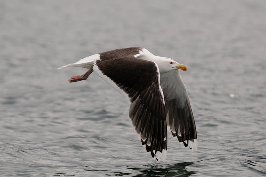 Great black-backed gull flight over the north sea,  romsdalfjord, norway, (larus marinus)