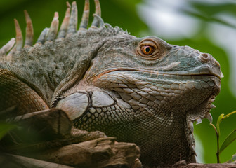 iguana