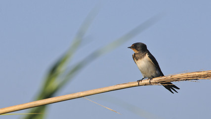 Barn swallow - Hirundo rustica, Crete