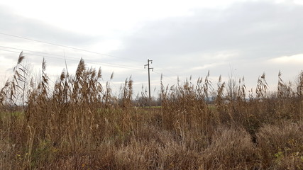 Powerline behind tall dried brown grass and other vegetation on cloudy autumn day