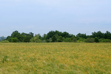 Green and yellow wheat ears after the rain