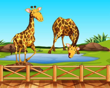 Two giraffes in a zoo