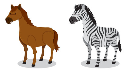 Horse and Zebra on White Background