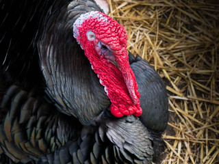 Dindon à la ferme