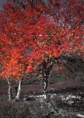 Autumn birch in the mountains