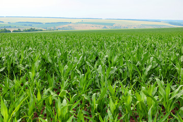 Fototapeta na wymiar Corn is growing in a field in the farm in the summer