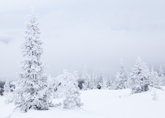 Fir in winter landscape