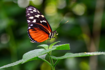 Closeup  beautiful butterfly & flower in the garden.