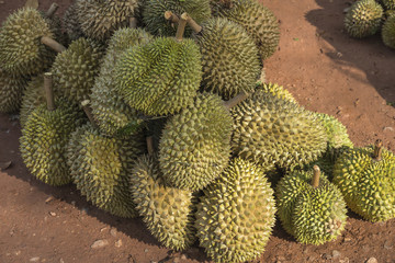 Group of durian in the market.