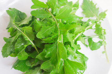 Annual rucola in a white plate, view from above. Candid.