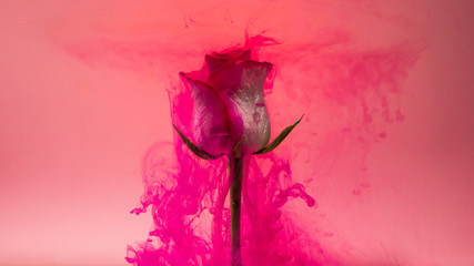 Colorful drops falling on a beautiful white rose against pink background.