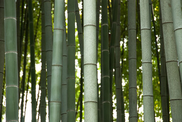 Fototapeta premium bamboo forest background