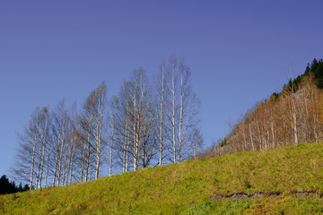 dry trees