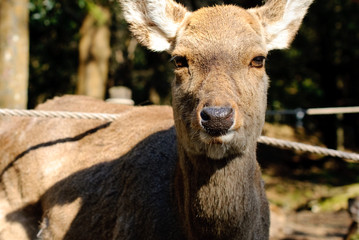 deers were begging and playing in nara park, kyoto