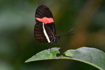 Closeup  beautiful butterfly & flower in the garden.