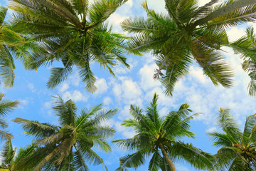 Fototapeta na wymiar Bottom view of palm trees tropical forest at blue sky background