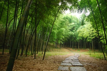 Fotobehang bamboebos in een mysterieuze berg in China © Grassflowerhead