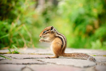 Naklejka na ściany i meble cute squirrel was eating peanut in park