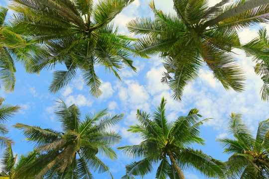 Bottom view of palm trees tropical forest at blue sky background