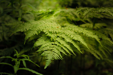 fern