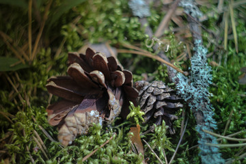 cone