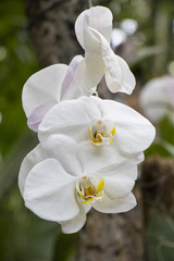 Orchids