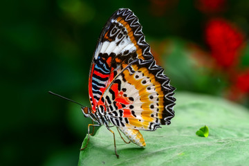 Closeup  beautiful butterfly & flower in the garden.