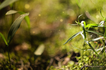 forest plants